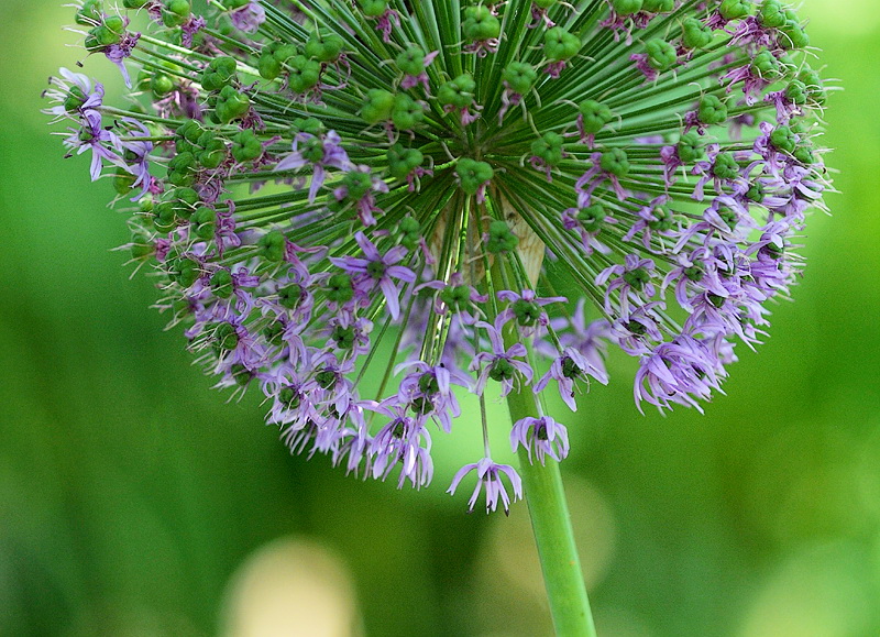 Blume D31_0894 Kopie.jpg   26.04.jpg